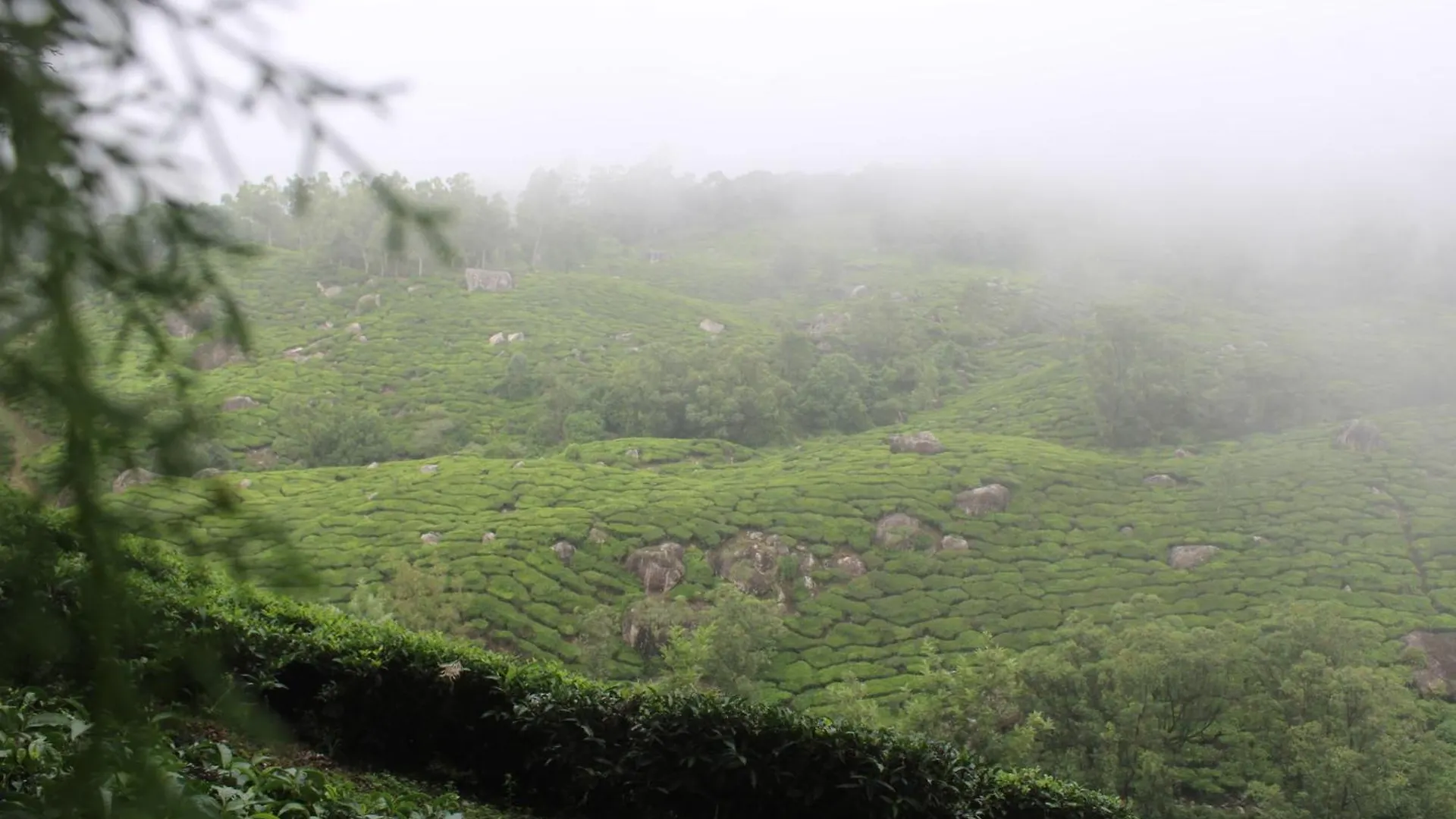 Rima Leisure Stays Munnar Homestay